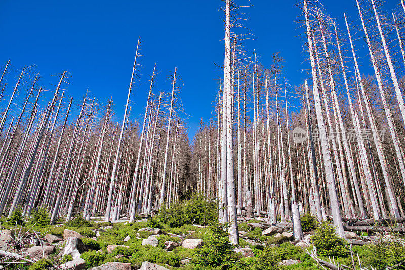 垂死的森林-气候变化/哈尔茨国家公园